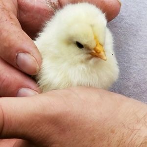 Meet your Posher, Shelly